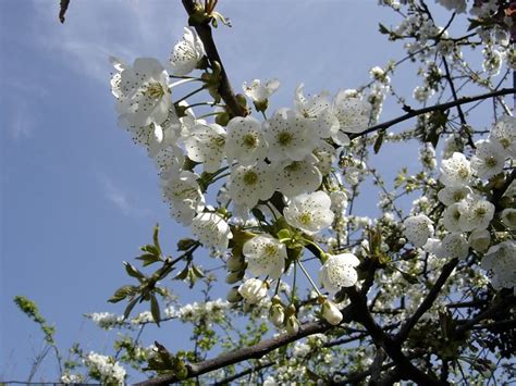 Trees which colonised the land after the last ice age and before the uk was disconnected from mainland europe are classed as native. Can you Identify this one? | These are the flowers of a ...