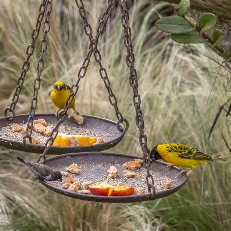 Garden birds2-11 | dgcPhoto