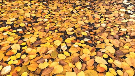 Ground Full Of Yellow Autumn Leaves Download Free 3d Model By Tijerín