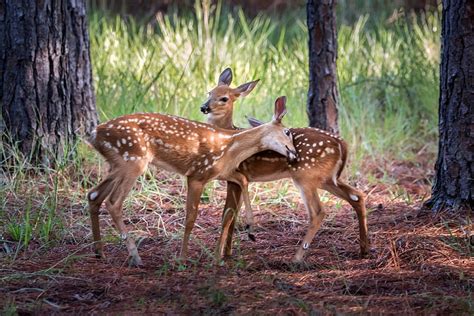 Fawns In A Forest Nature Forest Fawns Animals Hd Wallpaper Pxfuel