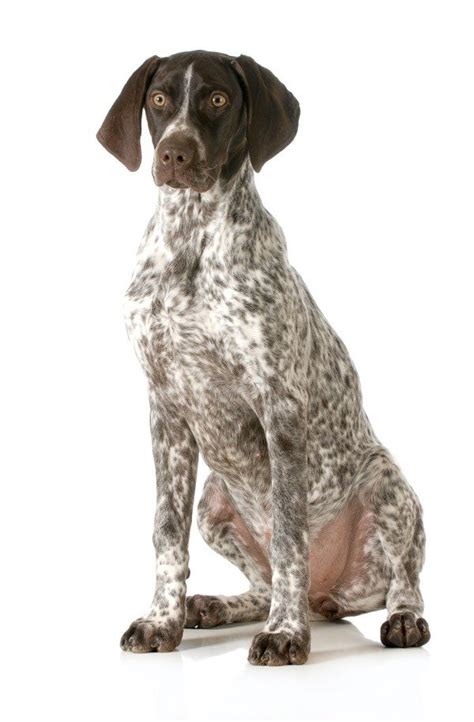 Pointer Dog Breed Complete Guide Wiki Point