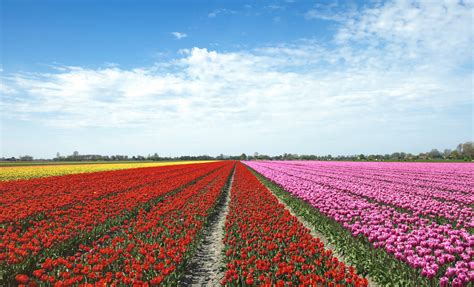 Dutch Landscape With Colorful Field Of Tulips In Spring Netherlands