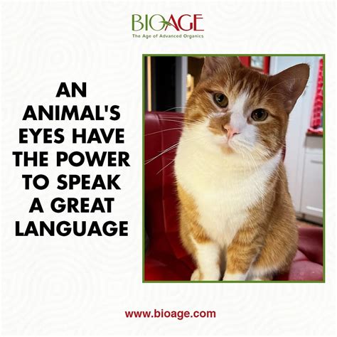 An Animals Eyes Have The Power To Speak A Great Language