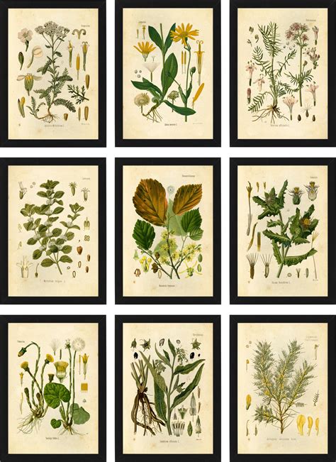 Medicinal Herbs Botanical Prints Set Of 9 5x7 Unframed Etsy