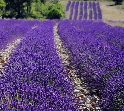 Fragrant Dwarf Blue Lavender Perennial Munstead 10 Seeds Etsy Canada