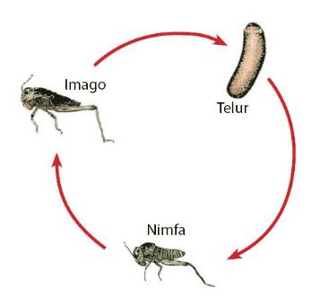 Sedangkan pada metamorfosis tidak sempurna, perubahan dari telur/bayi/kecil hingga dewasa. Metamorfosis Tidak Sempurna - Pengertian, Fase, dan Contoh ...