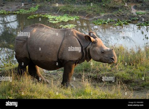 Juvenile Greater One Horned Rhino Rhinoceros Unicornis In Chitwan