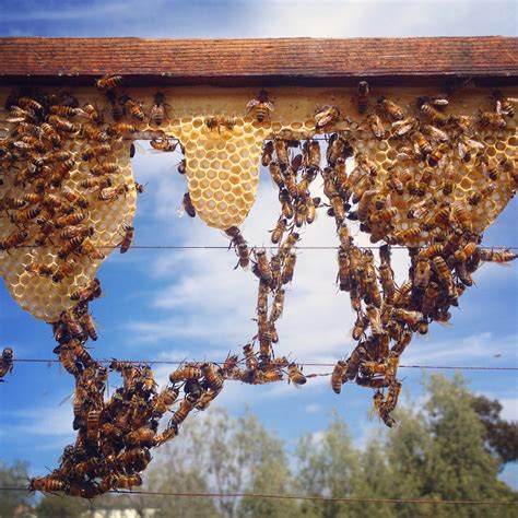 How To Foundationless Beekeeping In A Langstroth Hive Beekeeping