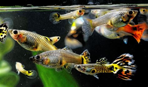 Guppy Care Guide Requirements Breeding Petsoid