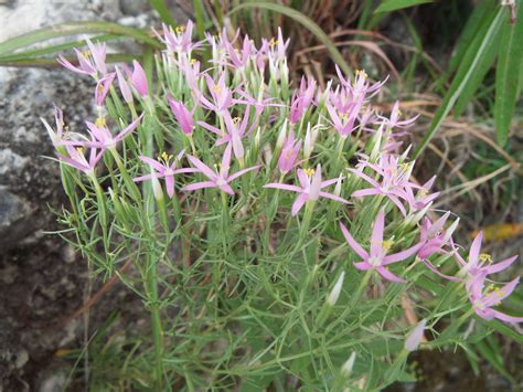 A high country gardens introduction. Pretty pink summer wildflowers in Garner State Park ...