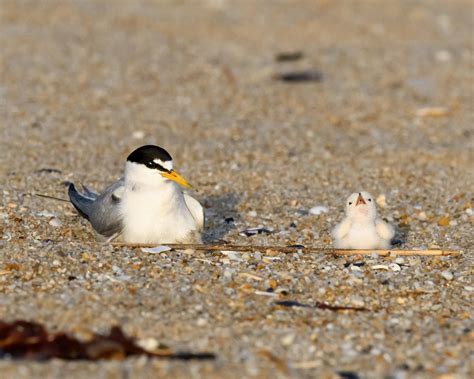 Give Birds Space This Memorial Weekend And Save The Original Beach