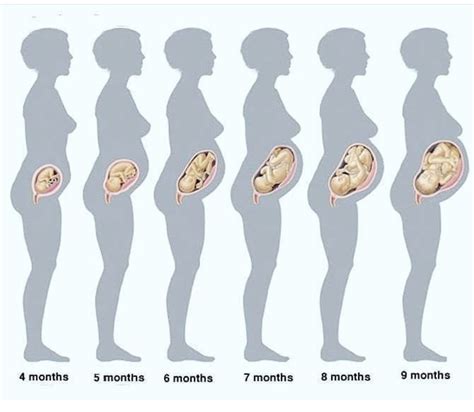 Épinglé Par Jackie Sur Maternity ️️ 6 Mois De Grossesse Grossesse 15 Semaines De Grossesse
