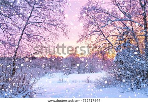 Beautiful Winter Landscape Forest Trees Sunrise Stock Photo Edit Now