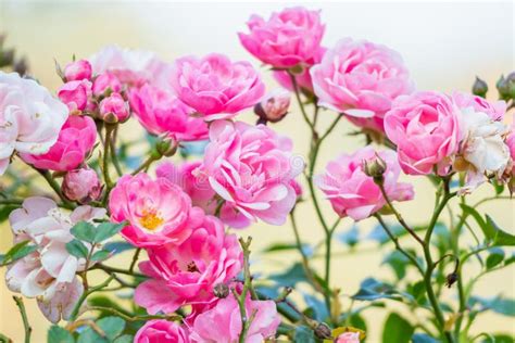 Beautiful Pink Roses Flower In The Garden Stock Image Image Of Bloom