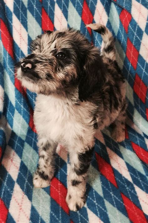 They look soft and fuzzy at. Great Danoodle Puppy! The best of the Great Dane and ...
