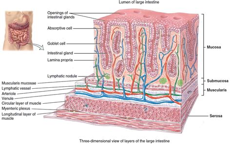 Large Intestine Anatomy Function Location Length And Role In Digestion