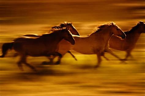 Check spelling or type a new query. 1000+ images about Brown Horse on Pinterest | Beautiful ...
