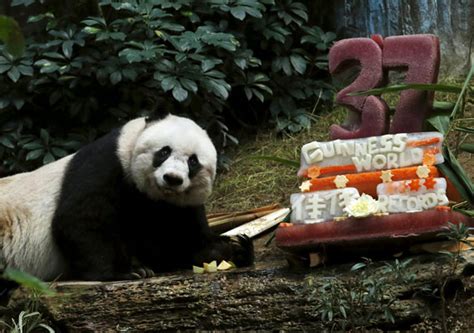 Jia Jia Worlds Oldest Giant Panda In Captivity Celebrates Birthday