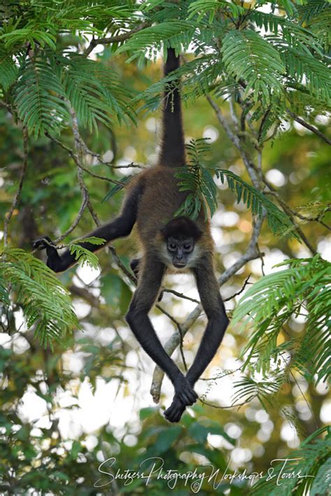 Rainforest Monkeys Hanging