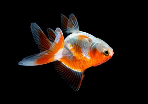 Why Is My Goldfish Swimming Upside Down 8 Vet Reviewed Causes And Advice