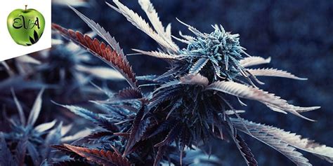 Top 10 Tallest Cannabis Strains Zamnesia Blog