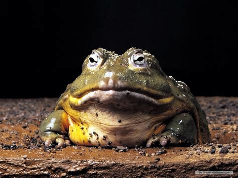 Download Frog Wallpaper Frogs By Paulfranklin Frog Wallpaper Frog