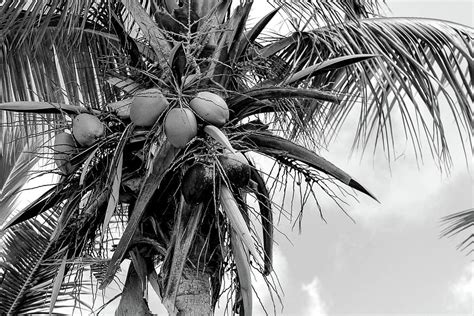 Blackwhite Coconut Photograph By Cassi Manner Fine Art America