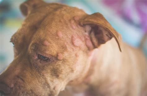 Dog Allergic Reaction Bumps Symptoms And How To Treat It