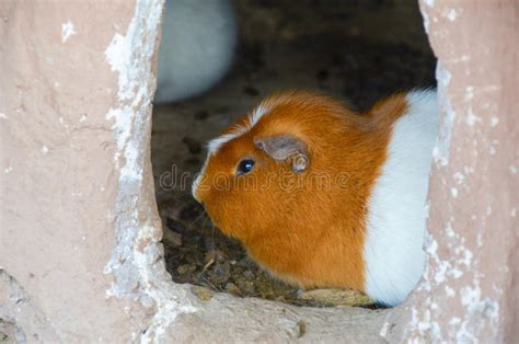 Guinea Pigs In Peru Stock Photo Image Of Exotic Cuyes 30646638