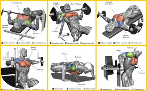 What Are The Best Exercises For Quickly Building Your Chest Muscles Add Inches In Minutes