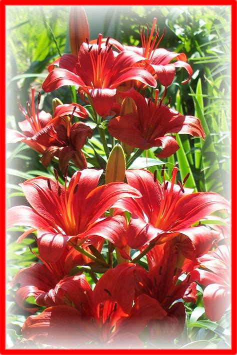 Lillies Flores