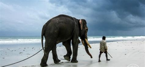 Rajan The Swimming Elephant And Icon Of Andaman And Nicobar Passes