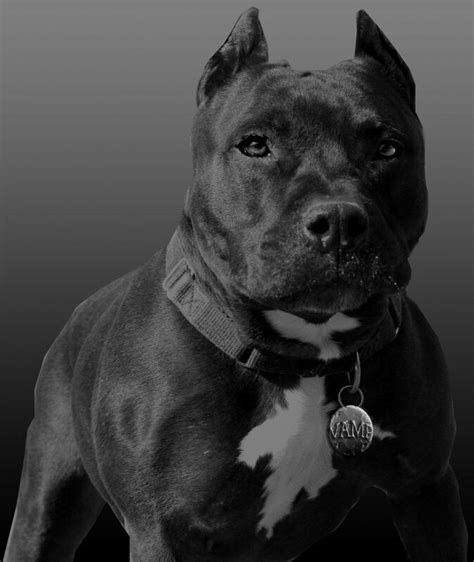Pin By Camilo Bareño On Dogs Pitbulls Pitbull Facts Pitbull Dog