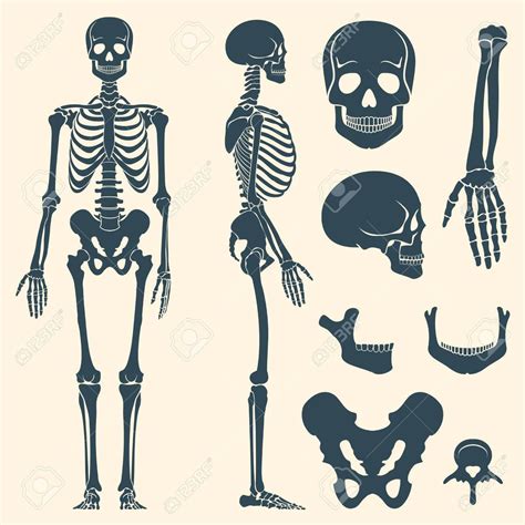 Human Bones Skeleton Silhouette Vector Set Of Bones Illustration