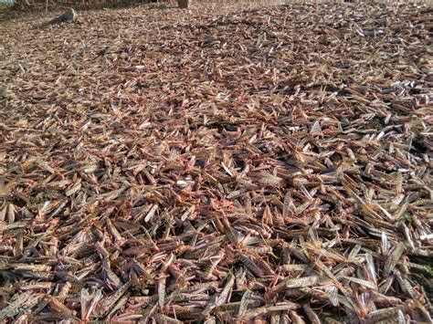 Locusts Swarms Reach Nagpur Which State Is Next Ibtimes India