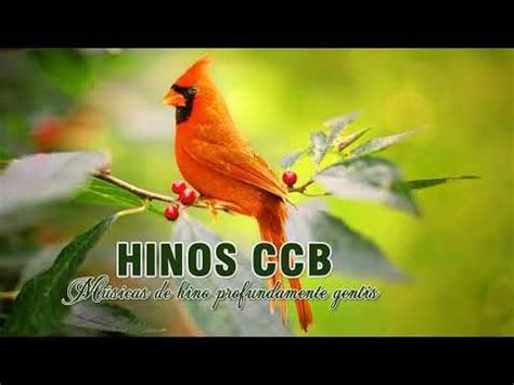 Listen to ccb hinos cantados | soundcloud is an audio platform that lets you listen to what you love and share the sounds you create. Hinos CCB 2020 - Hinos No Espírito Da Santidade De Deus ...