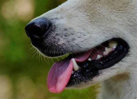 What You Need To Know About Salivary Gland Cysts In Dogs Dog Product
