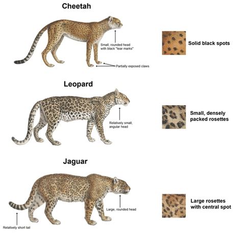 What Are The Differences Between A Cheetah A Leopard And A Jaguar