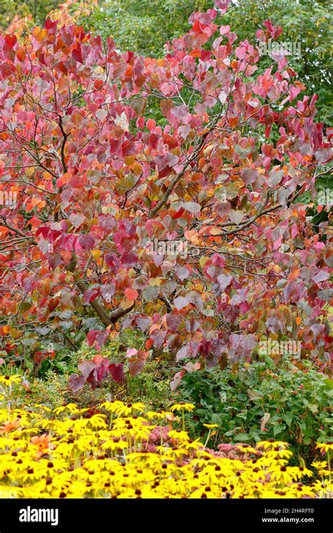 Cercis Canadensis And Rudbeckia Goldsturm Forest Pansy Tree