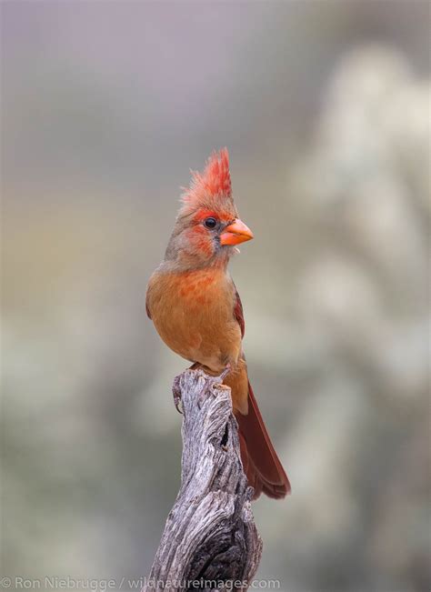 Female Cardinal Tucson Arizona Photos By Ron Niebrugge