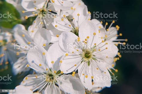 Photo Of The Flowering Crabapple Tree With White Flowers And Stock