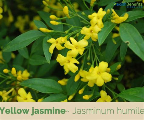 Yellow Jasmine Facts And Health Benefits