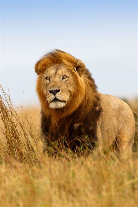 Lion Kenya African Wildlife Animals Lion Pictures