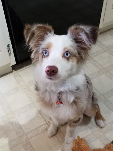 Meet My 6 Month Old Toy Australian Shepherd Gracie Raww