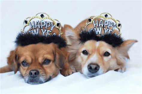 New Years Resolutions For Pet Owners Health And Wellness Goals For