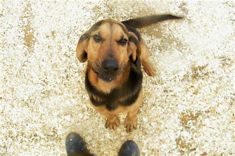 basset hound  bloodhound mix cute  animals