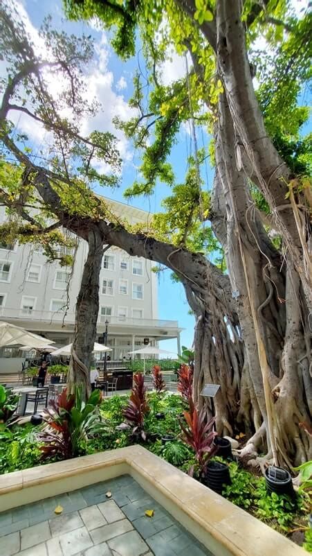 Moana Banyan Tree At Moana Surfrider Courtyard Near Waikiki Beach 🌴