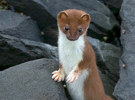 Ermine Also Known As A Short Tailed Weasel Mustela Ermine Flickr