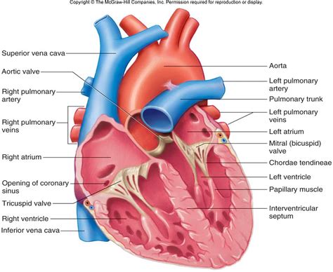 Diagram Of Heart Valves