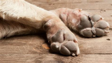 How Do You Treat Pododermatitis In Dogs Paws